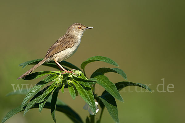 Streifenprinie (Prinia gracilis)