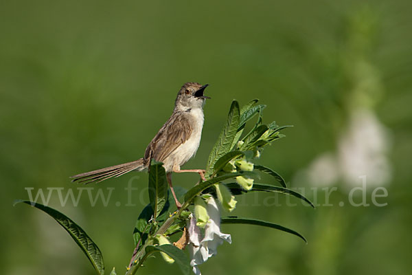 Streifenprinie (Prinia gracilis)