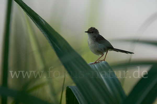 Streifenprinie (Prinia gracilis)