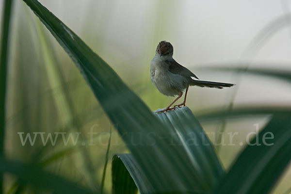 Streifenprinie (Prinia gracilis)