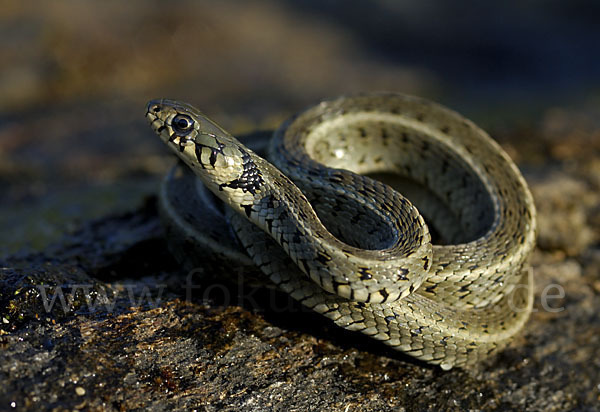 Streifenringelnatter (Natrix natrix persa)