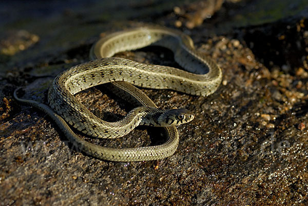 Streifenringelnatter (Natrix natrix persa)