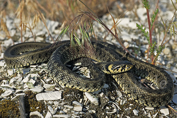 Streifenringelnatter (Natrix natrix persa)