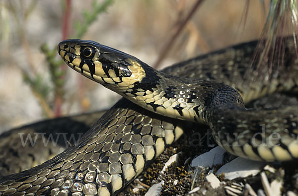 Streifenringelnatter (Natrix natrix persa)