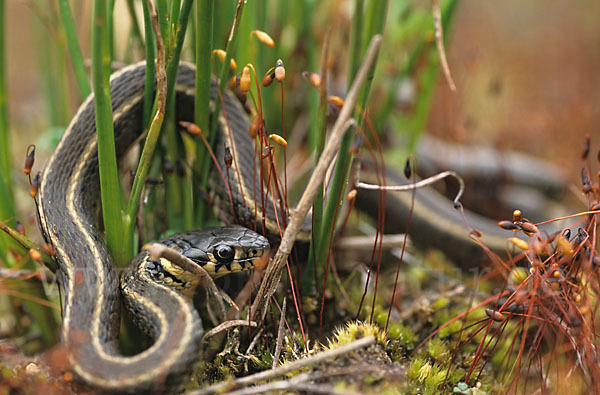 Streifenringelnatter (Natrix natrix persa)