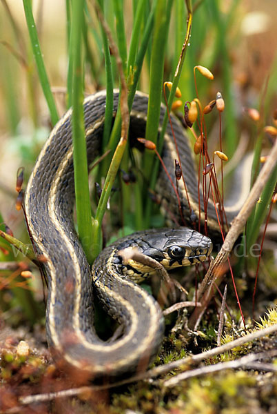 Streifenringelnatter (Natrix natrix persa)