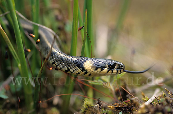 Streifenringelnatter (Natrix natrix persa)