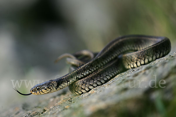 Streifenringelnatter (Natrix natrix persa)