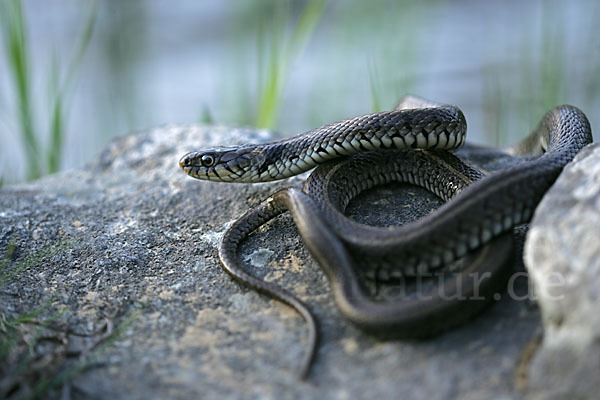 Streifenringelnatter (Natrix natrix persa)