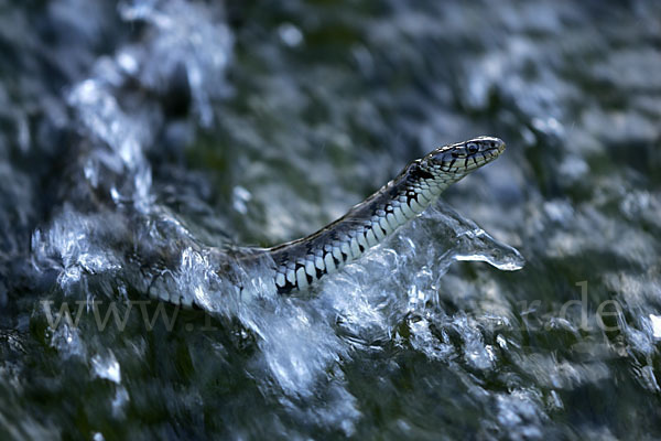 Streifenringelnatter (Natrix natrix persa)