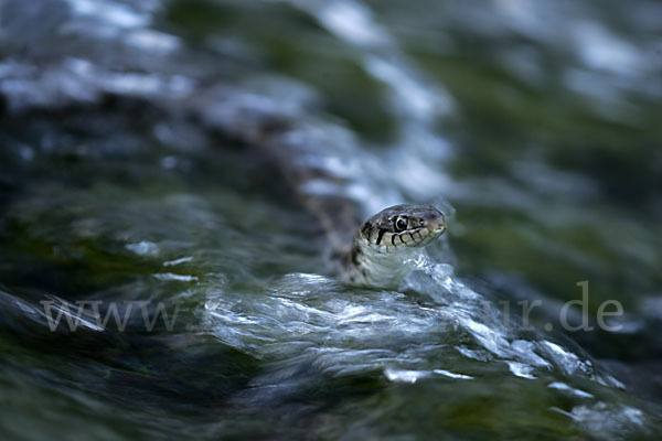 Streifenringelnatter (Natrix natrix persa)