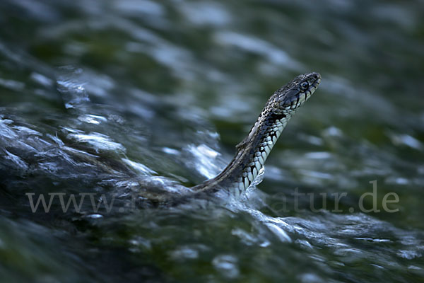 Streifenringelnatter (Natrix natrix persa)