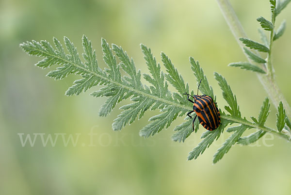 Streifenwanze (Graphosoma lineatum)