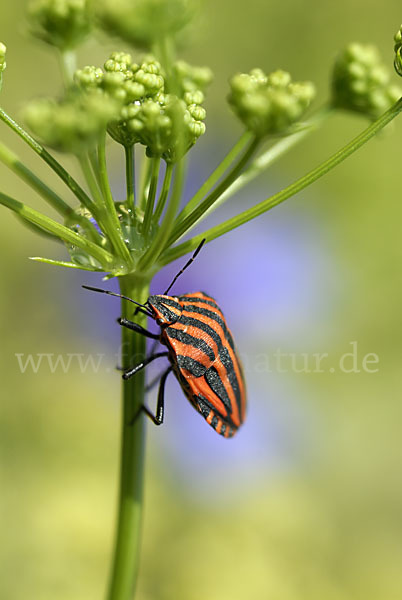 Streifenwanze (Graphosoma lineatum)