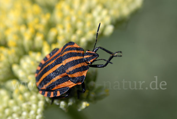 Streifenwanze (Graphosoma lineatum)