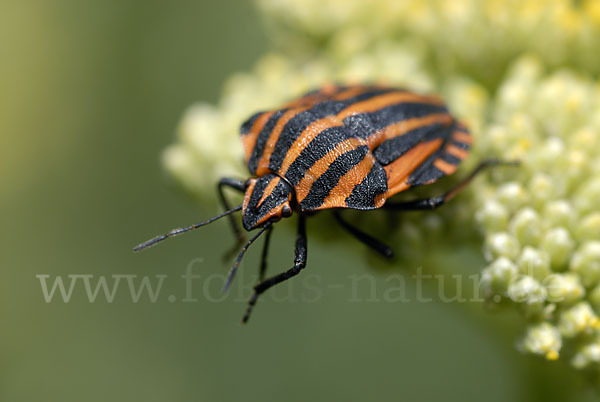 Streifenwanze (Graphosoma lineatum)