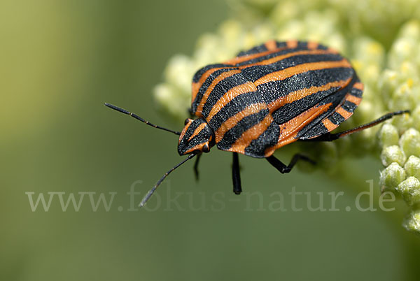 Streifenwanze (Graphosoma lineatum)