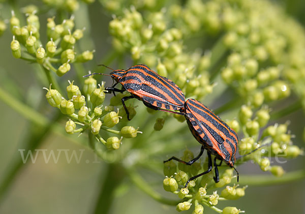 Streifenwanze (Graphosoma lineatum)