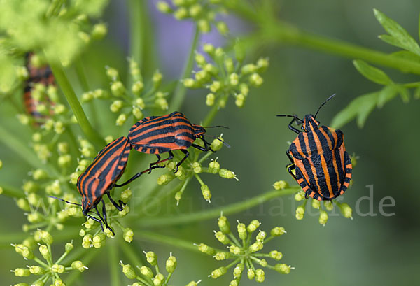 Streifenwanze (Graphosoma lineatum)