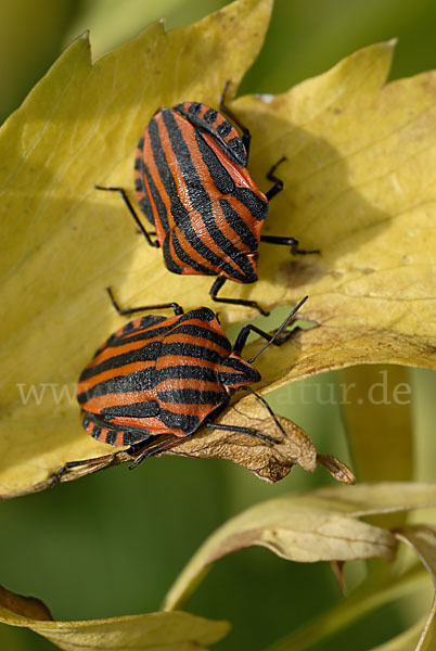 Streifenwanze (Graphosoma lineatum)