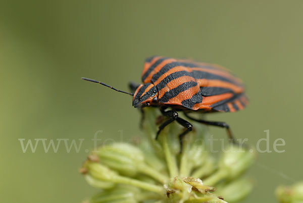 Streifenwanze (Graphosoma lineatum)