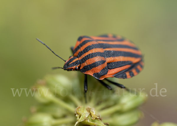 Streifenwanze (Graphosoma lineatum)