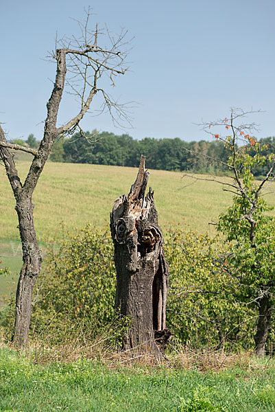 Streuobstwiese (meadow orchard)