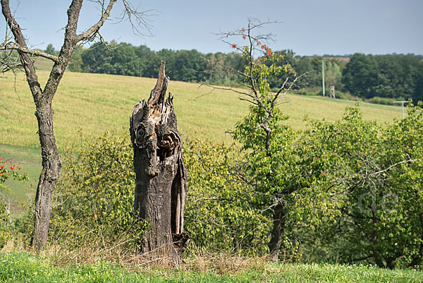 Streuobstwiese (meadow orchard)