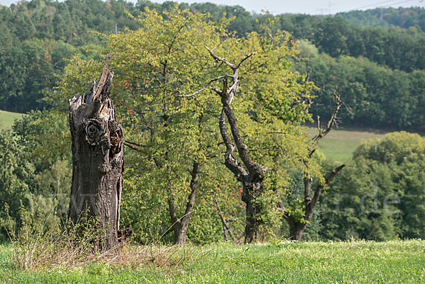 Streuobstwiese (meadow orchard)