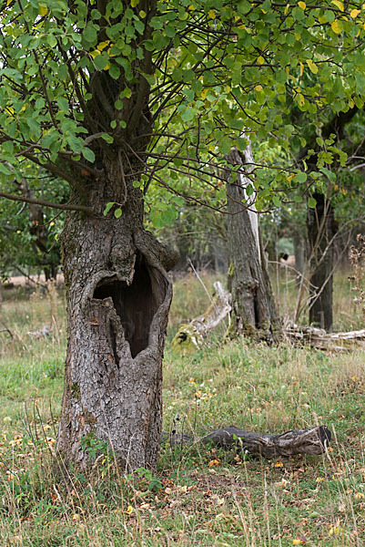 Streuobstwiese (meadow orchard)