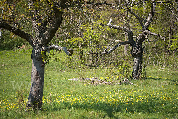 Streuobstwiese (meadow orchard)