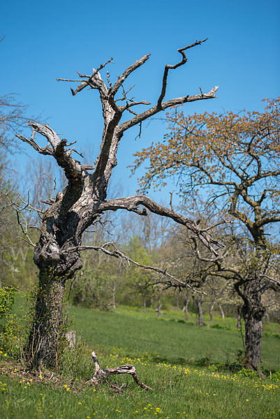 Streuobstwiese (meadow orchard)