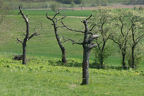 Streuobstwiese (meadow orchard)