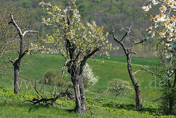 Streuobstwiese (meadow orchard)