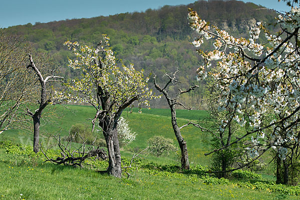 Streuobstwiese (meadow orchard)