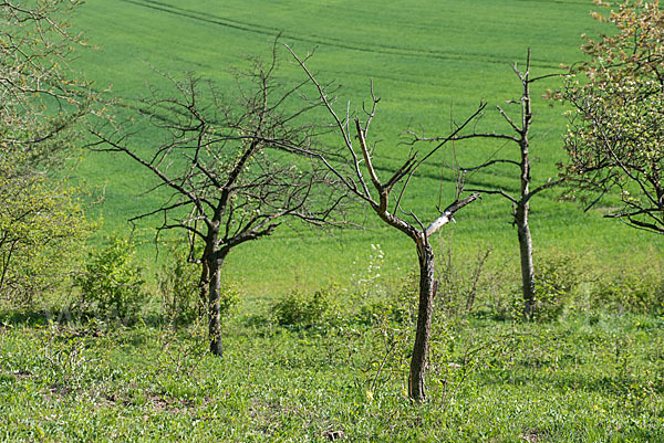 Streuobstwiese (meadow orchard)