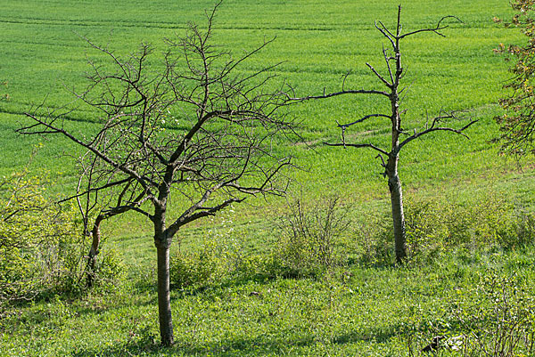 Streuobstwiese (meadow orchard)