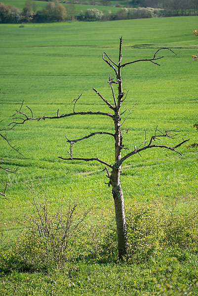 Streuobstwiese (meadow orchard)