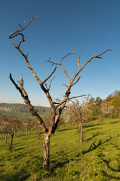 Streuobstwiese (meadow orchard)