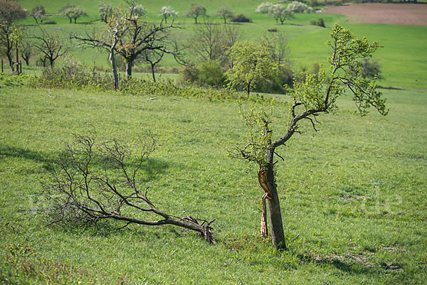 Streuobstwiese (meadow orchard)