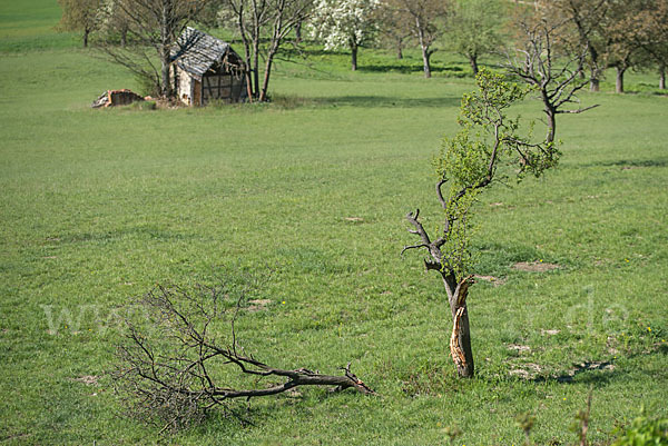 Streuobstwiese (meadow orchard)