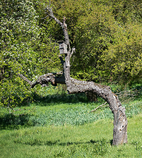 Streuobstwiese (meadow orchard)