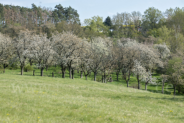 Streuobstwiese (meadow orchard)