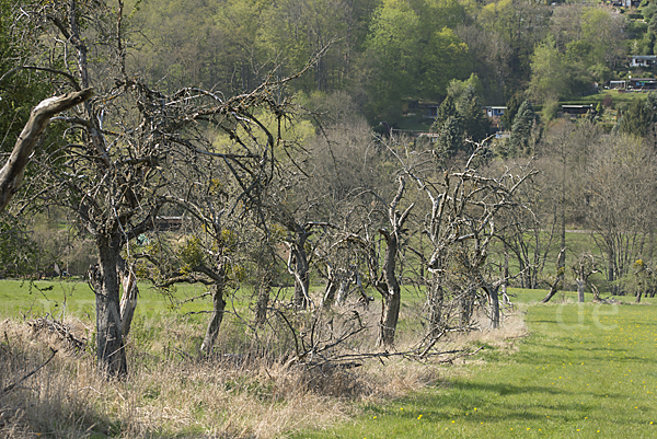 Streuobstwiese (meadow orchard)