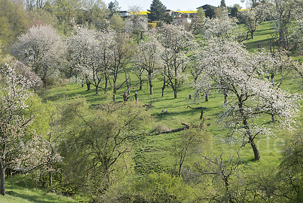 Streuobstwiese (meadow orchard)