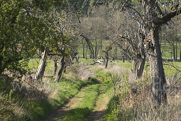 Streuobstwiese (meadow orchard)