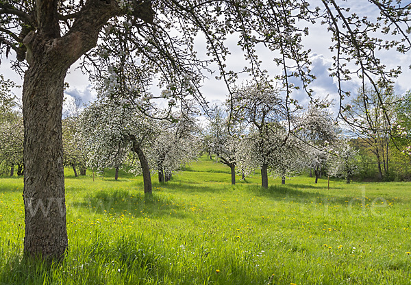 Streuobstwiese (meadow orchard)