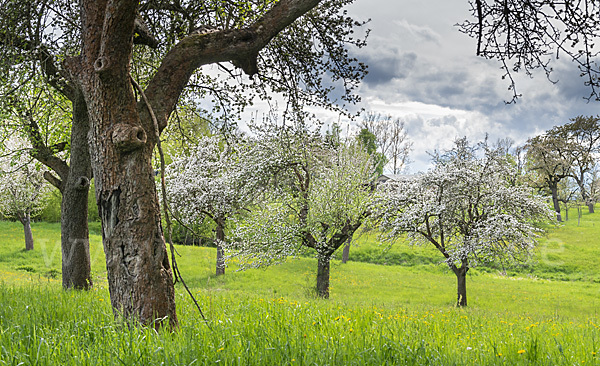 Streuobstwiese (meadow orchard)