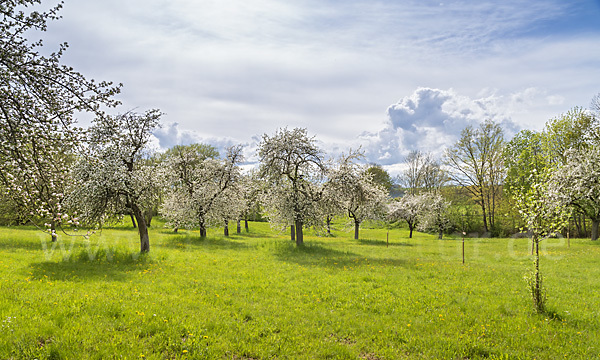 Streuobstwiese (meadow orchard)