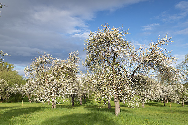 Streuobstwiese (meadow orchard)